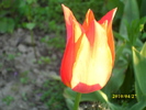 DSCI0369