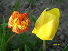 DSCI0428