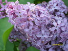 DSCI0421
