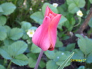 DSCI0423