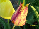 DSCI0424