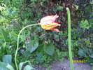 DSCI0490