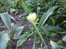 DSCI0481