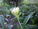 DSCI0484