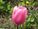 DSCI0277