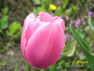 DSCI0281