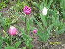 DSCI0374