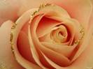macro-life-200739162450[1]