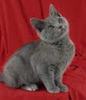 Chartreux