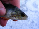 2010_0201Copca0108