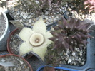 Orbea ciliata