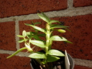 planta1