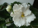 DSC01515