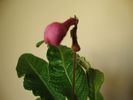 DSC01525