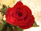 DSC01454