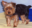 yorkshire_terrier_h03