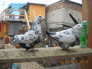 DSCN5498