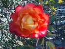 DSC07398