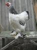 light BRAHMA hen