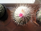 Mammillaria geminispina in oct  2010