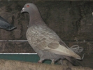 Cafeniu 2010