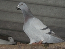 Femela 2010