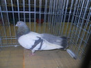 DSCN0607