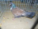 DSCN0609