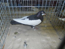 DSCN0617