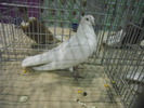DSCN0618