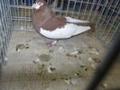 DSCN0694