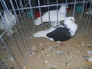 DSCN0887