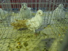 DSCN0895