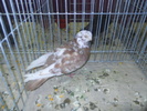 DSCN0907