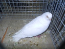 DSCN0908