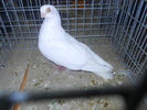 DSCN0909