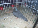 DSCN0910