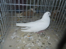 DSCN0919