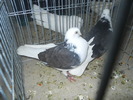 DSCN0922