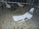 DSCN0925