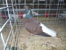 DSCN0929