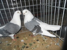 DSCN0995