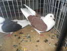 DSCN0996