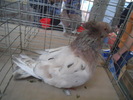 DSCN0441