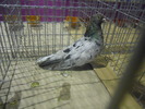 DSCN0515