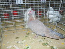 DSCN0705