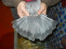 DSCN0706