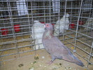 DSCN0707