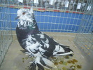 DSCN0732