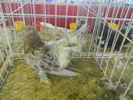 DSCN0780